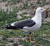 juvenile LBBG in October, ringed in Norway. (131273 bytes)